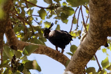 Long crested eagle (Lophaetus occipitalis) in a tree