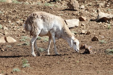 New born lamp with his mother
