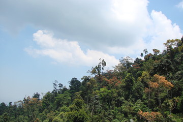 Panorama of a cloudy blue sky over the young trees of a mountain forest on the top of a hill.