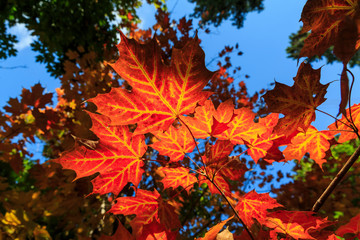 Foliage coloring in autumn in Algonquin Provincial Park, Ontario, Canada