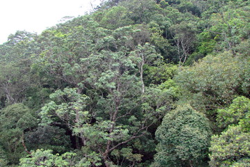 Panorama from the height of the cable car of the dense mountain forest on the ranges of southern...