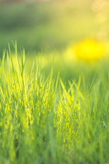 Closeup of fresh green grass. 