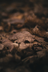 autumn dry leaf close up