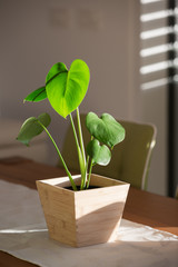 Monstera baby plant in a pot