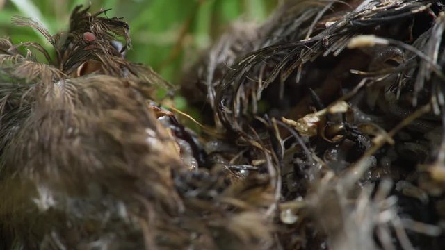 macro shot of worms eating frantically the decomposing body of a dead bird on the ground