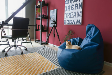 Cute cat sitting on bean bag chair in interior of room