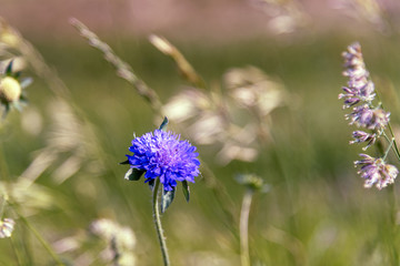 Cornflower (Centaurea cyanus) beautiful flower in spring, copy space, blurred background