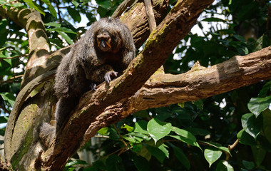 Female white-faced saki
