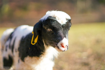 Lamm im Sonnenschein