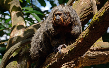 Female white-faced saki