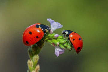 Fototapeta premium friendship