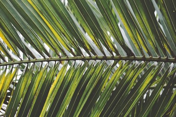 green tree leaves 