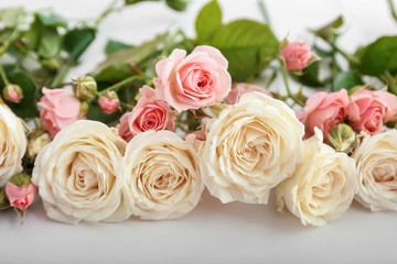 Beautiful fresh roses on white background