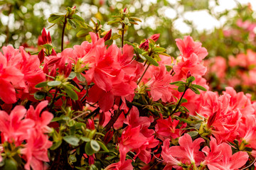 Azaleas