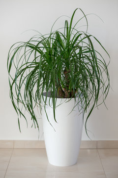 Ponytail palm houseplant