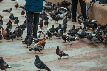 Obraz premium People feed pigeons on city street, close up