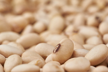 soybeans background closeup