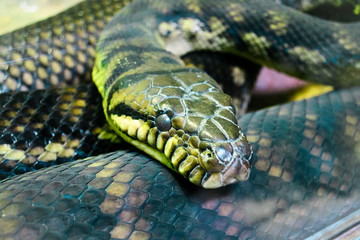 snake python close up