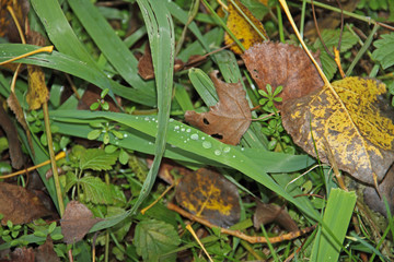 Obraz premium Herbstlaub