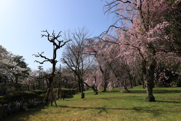 京都、二条城内の桜です