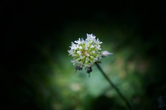 Beautiful white flower in the dark