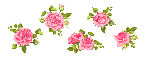Vintage Roses Collection for Wedding Design.