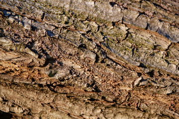 texture of bark of a tree
