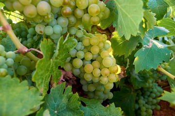 bunch of white grapes in the bush.