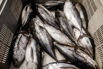 Obraz premium Tuna fish getting ready to be discharged in the docks of the Azores