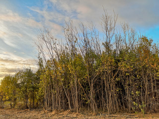 Autumn intertwined shrub with bare branches and yellow crumbling foliage against a blue sky with feathery white clouds and rays of the setting sun
