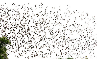 background from silhouettes a large flock of black bird starlings flies against a white sky