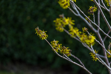 witch hazel blossom
