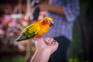 green and yellow macaw parrot in nature.