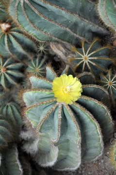 Top view of spiny blooming cactus in tropical garden