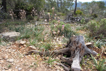 wildes MALLORCA