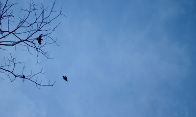 Bird perched on tree. two birds flying above tree. Birds left dead tree