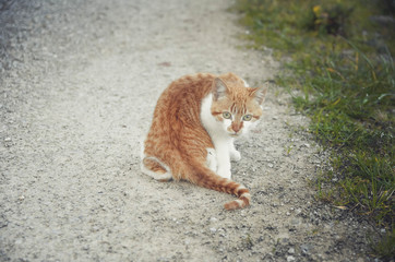  Lovely portrait of a cat in the field. Animal