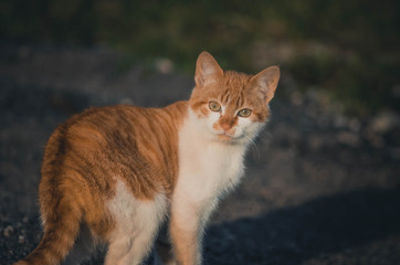  Lovely portrait of a cat in the field. Animal