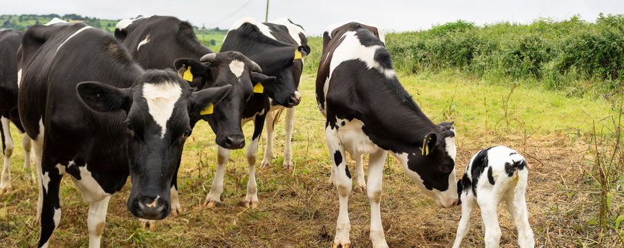 Cows with a claf in a meadow in the countryside England