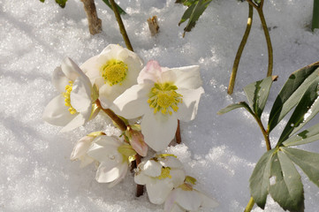 Christrosen warten auf Tauwetter