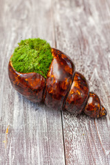 moss in the seashell on wooden boards
