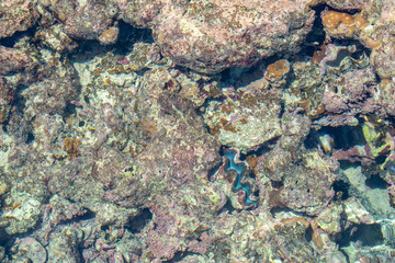Aquatic Seabed Underwater Background