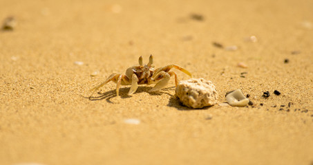 Small crab on the beach