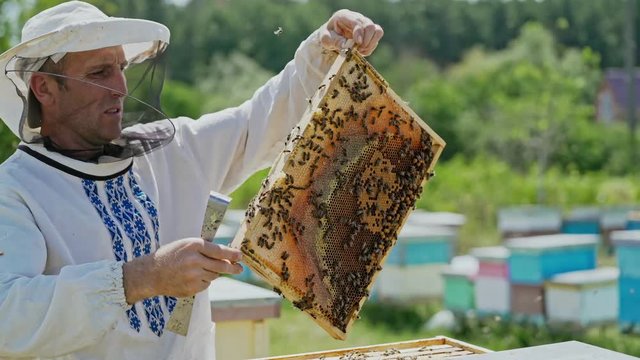 Beekeeper is working with bees and beehives on the apiary. Bees on honeycomb. Frames of a bee hive. Beekeeping. Honey.