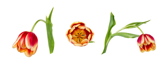 Set of three beautiful vivid red and yellow tulips on stems with green leaves isolated on white background. Side and top view. Close up photo.