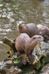 Two otters by a lake in the park