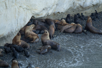 images of sea lions
