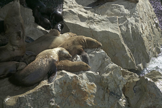 images of sea lions