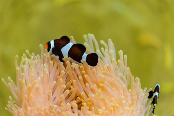 cartoon fish and coral