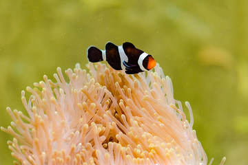 cartoon fish and coral